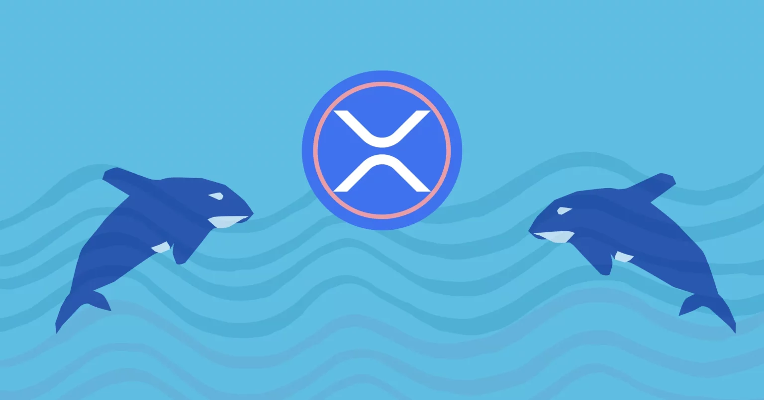 XRP Whales on the Move: 360 Million Tokens Transferred