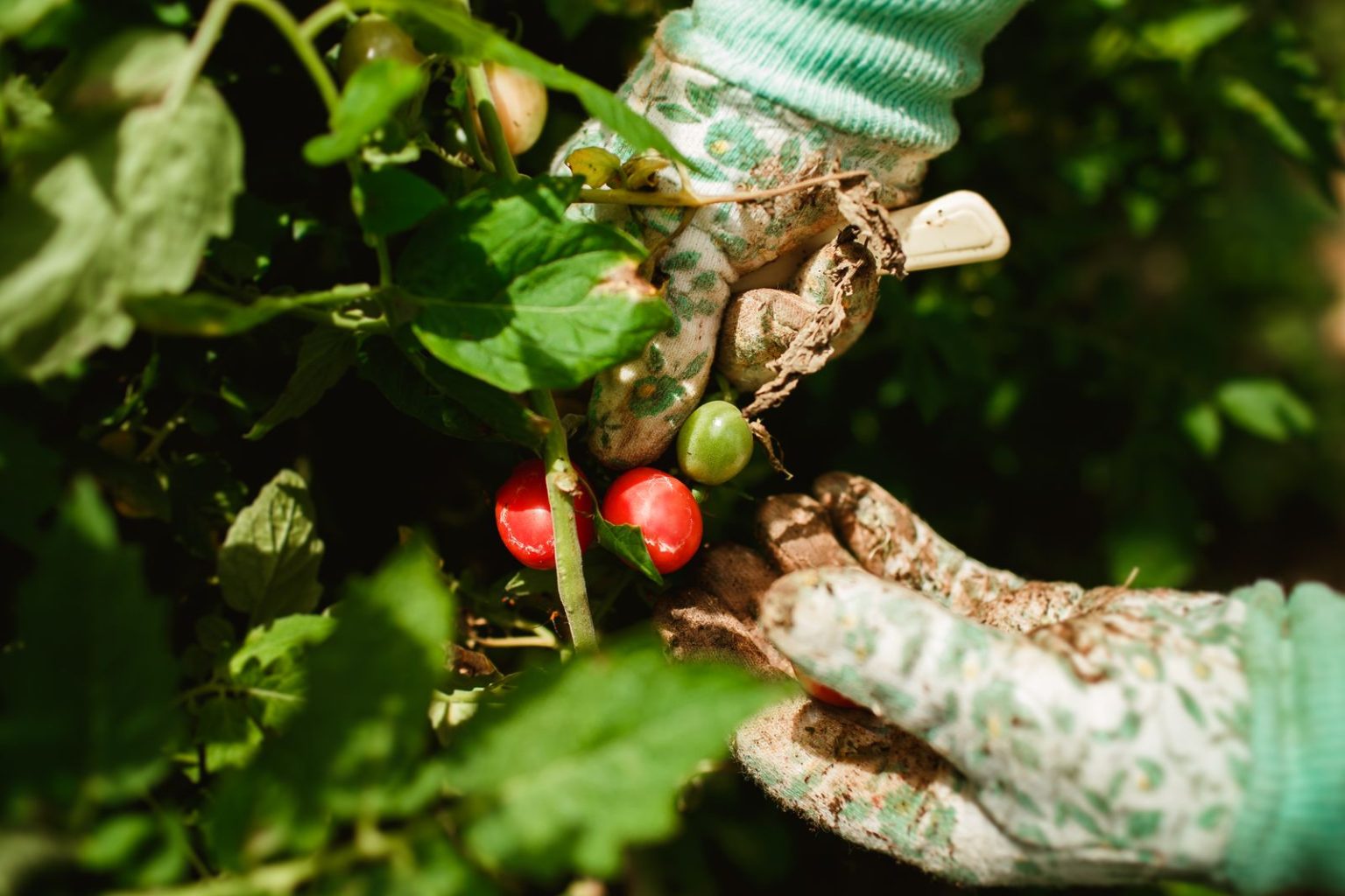 start farming free in 6 steps